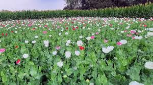 ভুট্টা ক্ষেতের আড়ালে আফিম চাষ