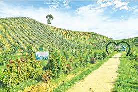 আলভীনা গার্ডেন বাংলাদেশের সবচেয়ে সুন্দর কৃষি খামার