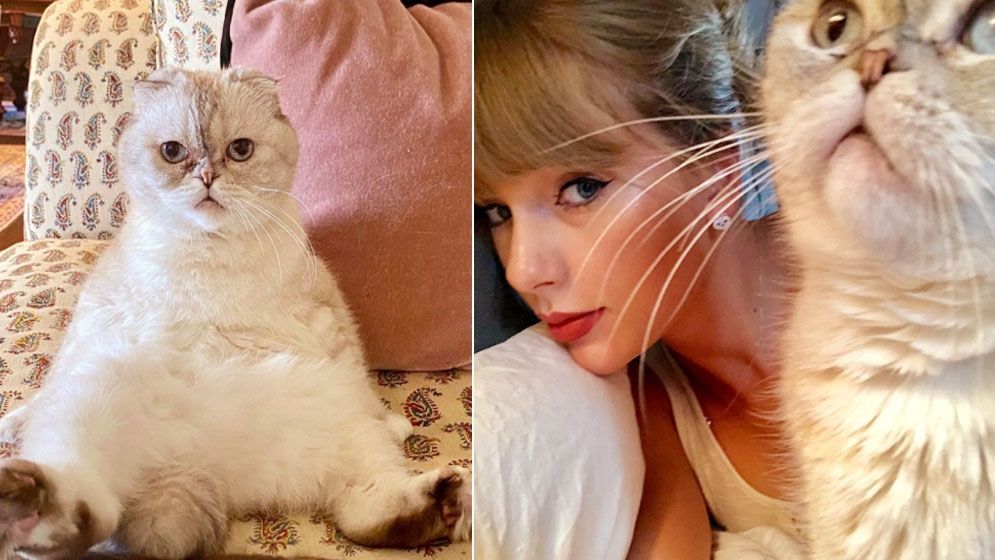 টেইলর সুইফটের পোষা বিড়ালের দাম ১ হাজার কোটি টাকা