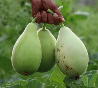 হজমের সমস্যায় লাউও খাবেন