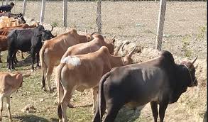 মিয়ানমারের গরু-মহিষের অবাধ অনুপ্রবেশে বিপাকে খামারিরা