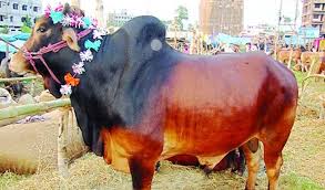 কুরবানির পশুর গলায় মালা পরানো কি বলছে ইসলামের দৃষ্টিভঙ্গি