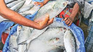 ইলিশের ওজন ও সংখ্যা বাড়ছে- মৎস্য অধিদপ্তর