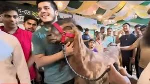 ১৫ লাখ টাকার ছাগল কেনার মিথ্যা দাবিতে রাজস্ব কর্মকর্তার সন্তানের ভুল পরিচয়