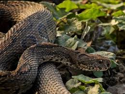 সারা দেশে রাসেল ভাইপারের বিস্তার