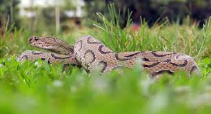 রাসেল ভাইপার সাপের কামড়ে মৃত্যুর ঝুঁকি- সচেতনতা ও প্রতিরোধমূলক ব্যবস্থা