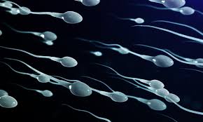 এবার মানব বীর্যেও মাইক্রোপ্লাস্টিকের উপস্থিতি শনাক্ত