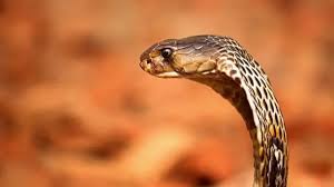 সাপের কামড় এড়ানোর ৬ টি কার্যকর উপায়