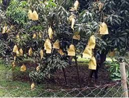 চাঁপাইনবাবগঞ্জে বিষমুক্ত আম উৎপাদনের জন্য গাছে ফলের ব্যাগিং