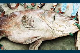 ১০২ কেজি ওজনের ভোল মাছ