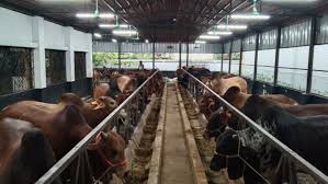 গরুর মূল্য বৃদ্ধিতে ক্রেতার ভোগান্তি