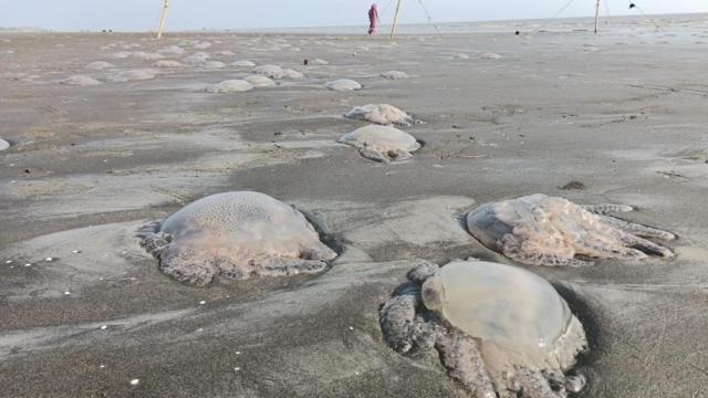 কুয়াকাটা সৈকতে ভেসে আসছে লাখ লাখ জেলিফিশ