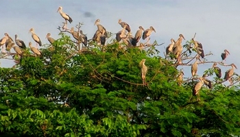 ঝিনাইদহে অতিথি পাখির কলতানে মুখরিত