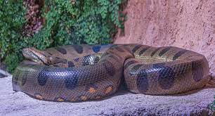 মেরে ফেলা হলো বিশ্বের সবচেয়ে বড় সাপটি